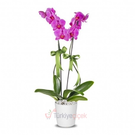 TWO DIVERED FUCHSA ORCHID