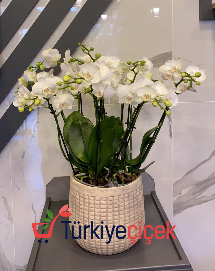 8 Branch Orchid