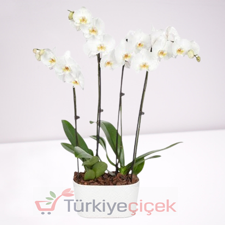  FOUR WATER WHITE ORCHID