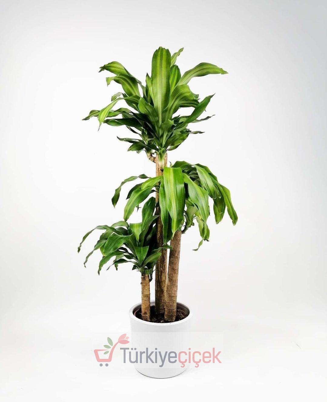 DRACENA MASSENGENA TRPLE