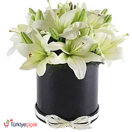  WHITE LILY IN THE BOX