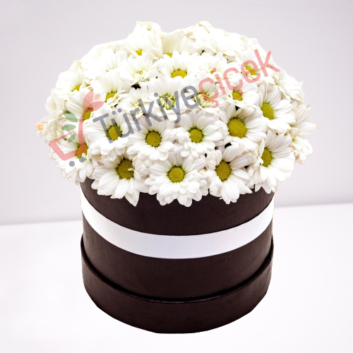 WHITE DAISY IN THE BOX  