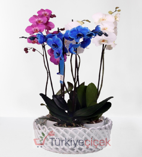 6-LAYER COLORED ORCHID SET