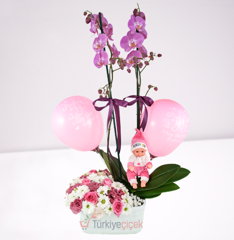 PINK BABY ORCHD