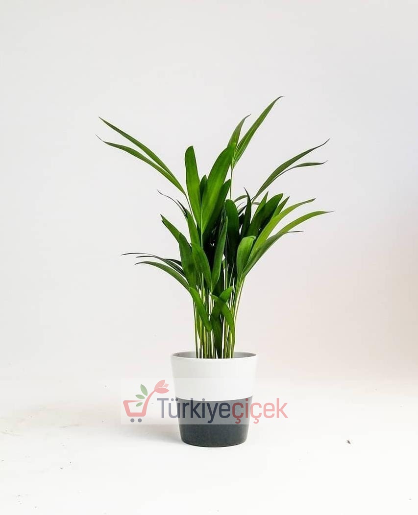 AREKA HALL PLANT