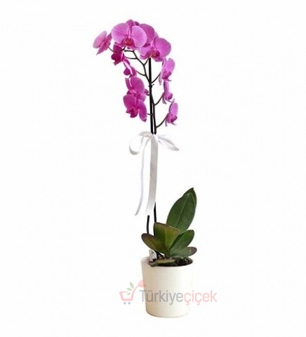SINGLE PURPLE ORCHID BRANCH 