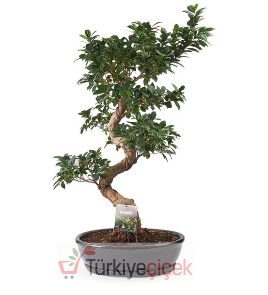 LARGE BONSAI