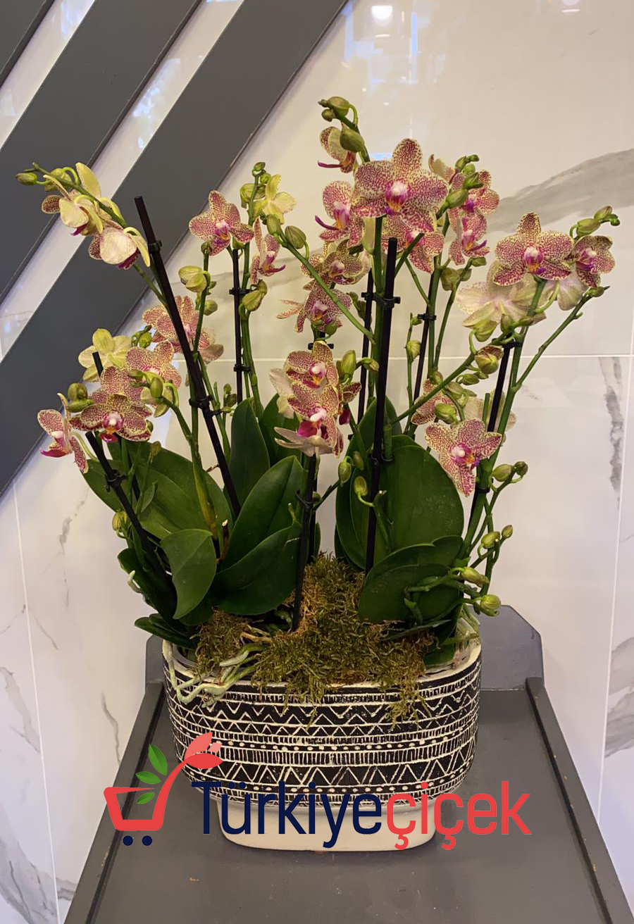 Six Branch Orchid