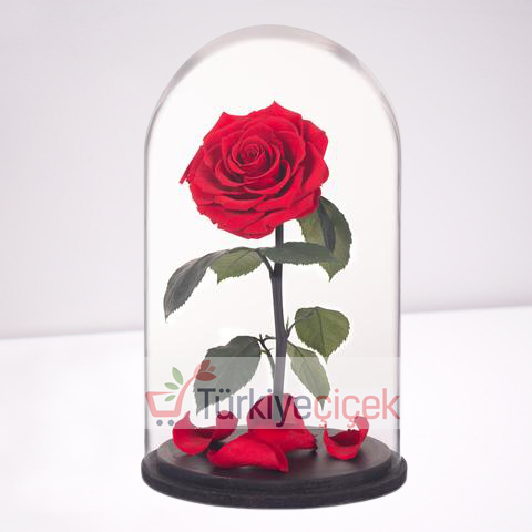RED FADING ROSE