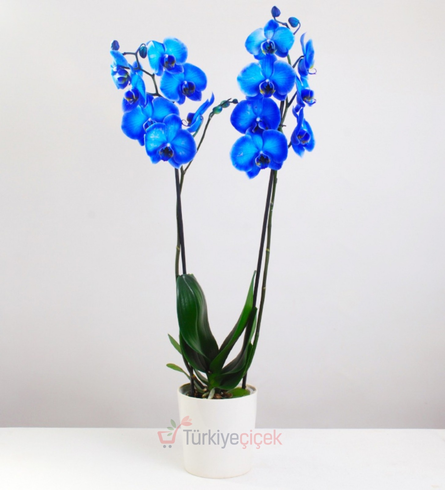  TWO DIFFERENT BLUE ORCHID