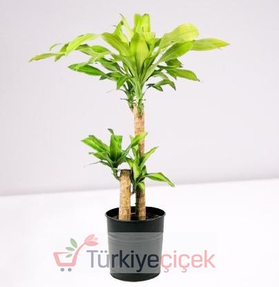 DRACENA MASSENGENA BINARY