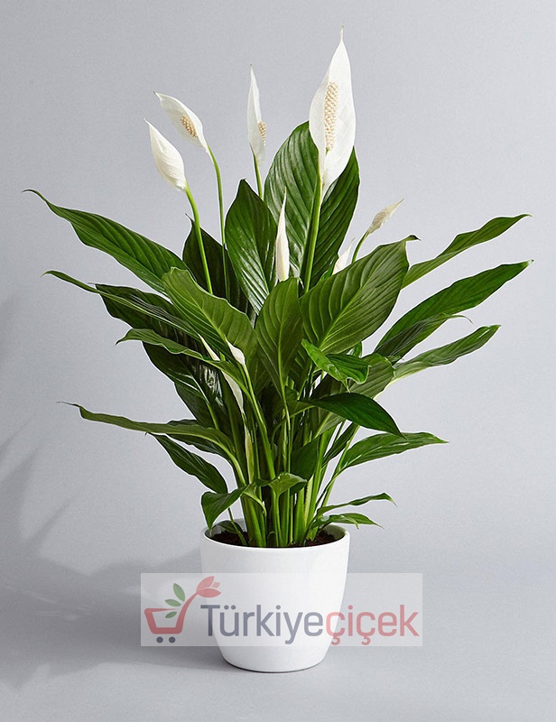 Spatifilyum Plant