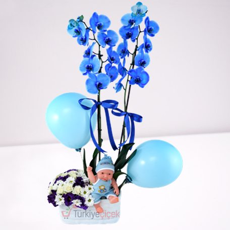 BABY BLUE ORCHID