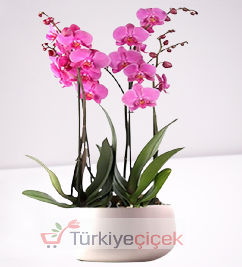  FOUR DISTRICT FUCHSA ORCHID