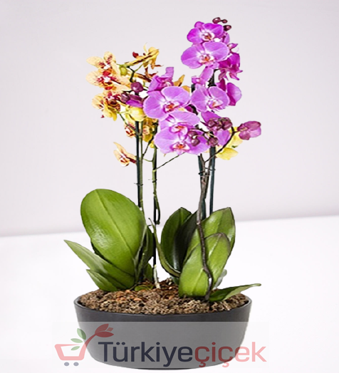 FOUR DISTING COLORED ORCHID