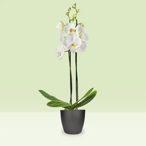 Holland Flower- 024
