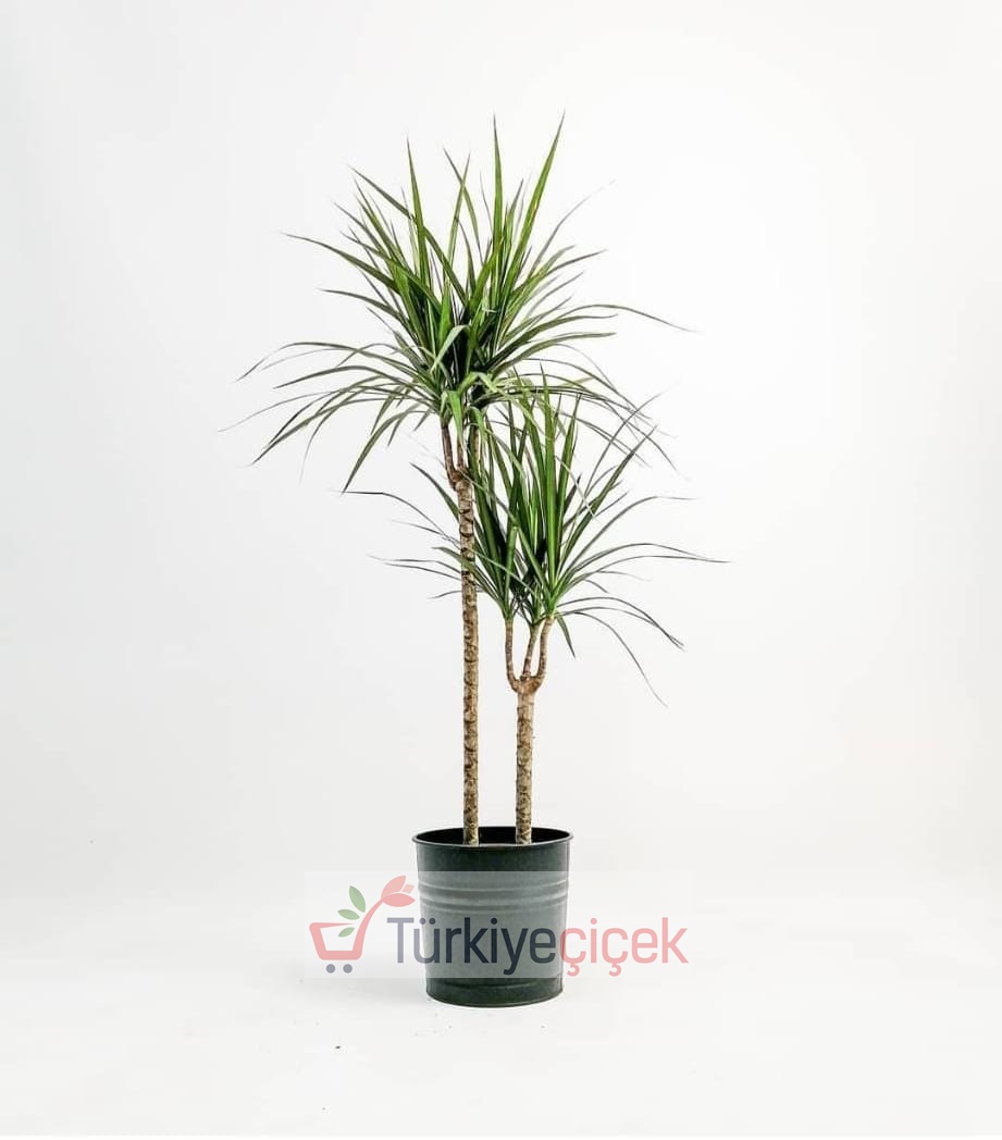 kili Dracena Marginata