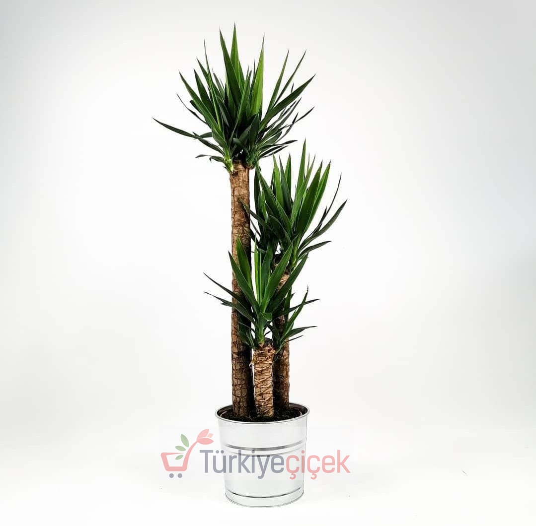 TRPLE YUKKA
